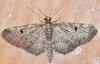 Eupithecia virgaureata